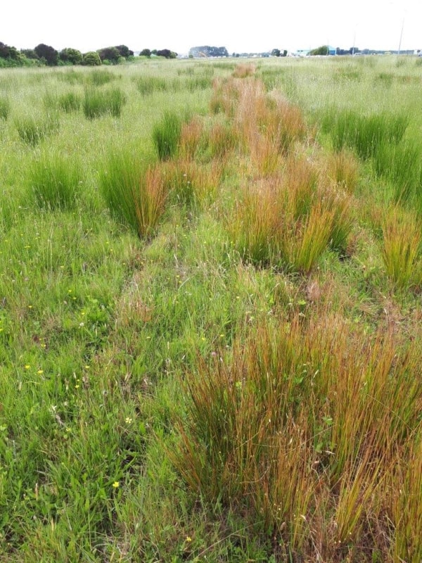 Redback 8ft Weedwiper in Tussock (2 weeks after applying weed killer)